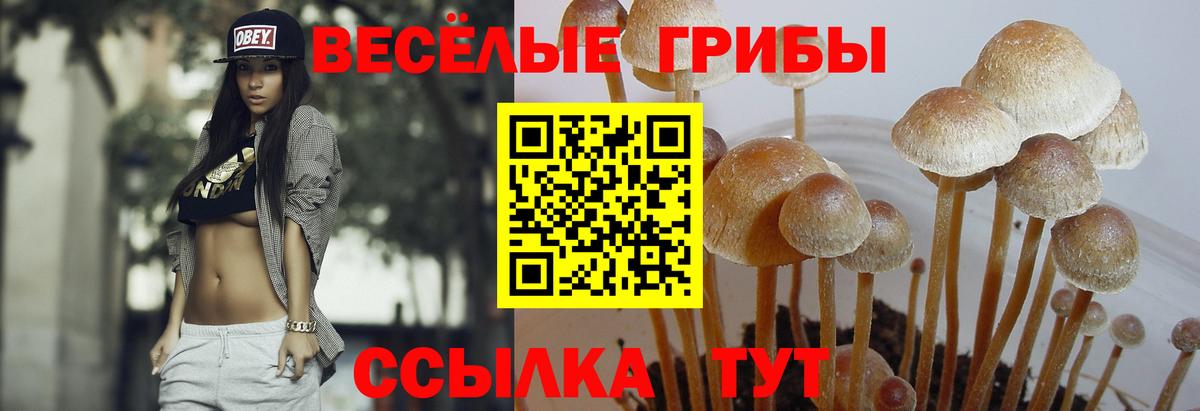 Псилоцибиновые грибы мицелий Белая Калитва